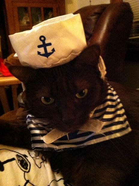 Pets in costume